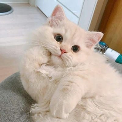 Sofia L. avatar